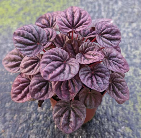 Пеперомия 90 Руби 9 20