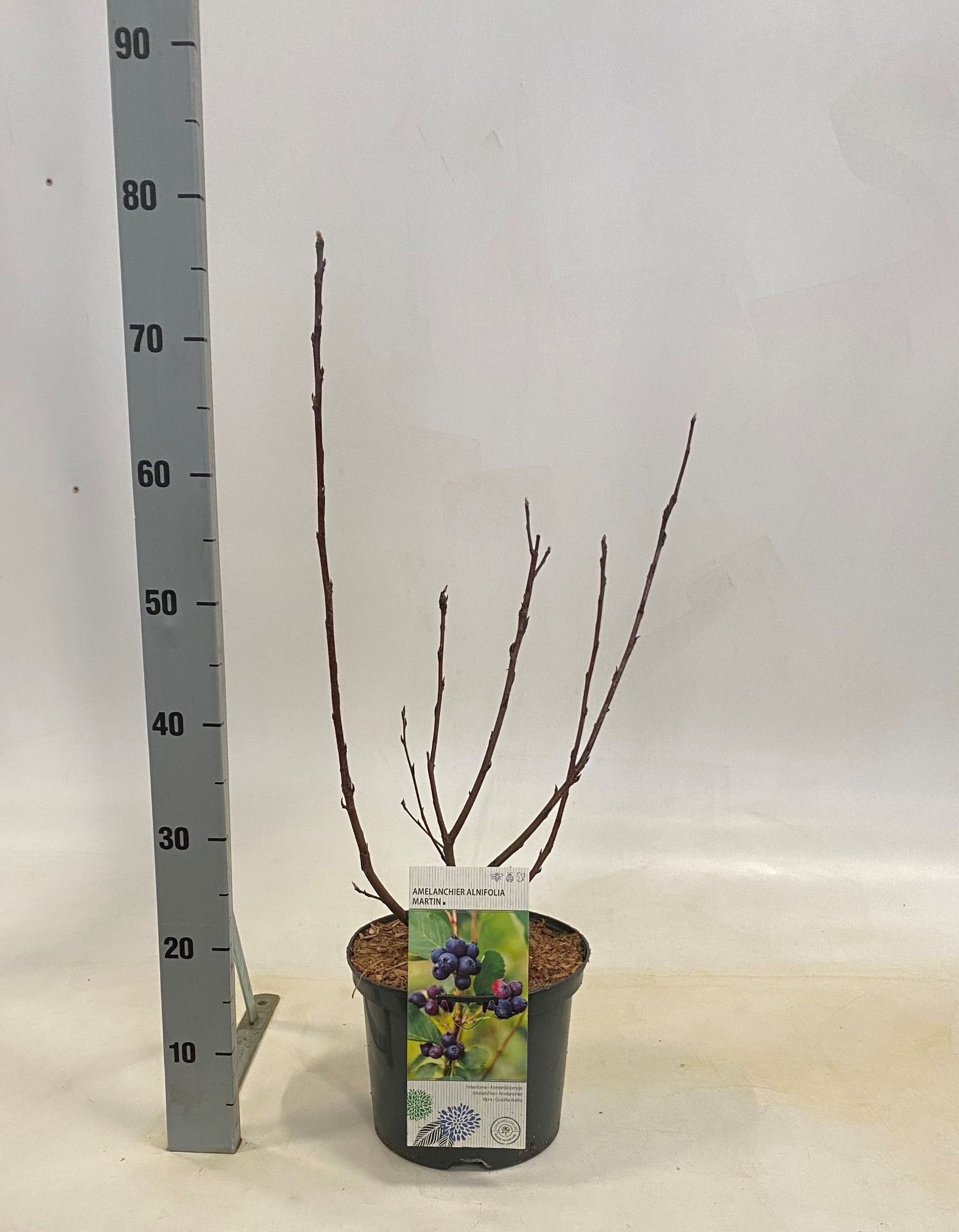 Amelanchier anifolia Honeywood, D 23