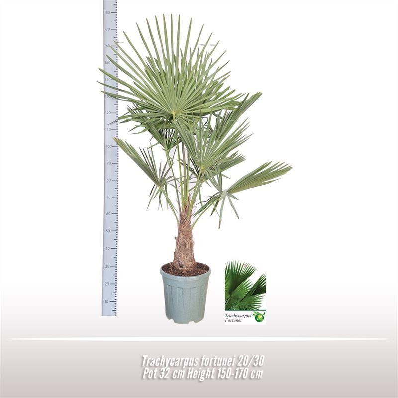 Trachycarpus fortunei 20/30, D 32