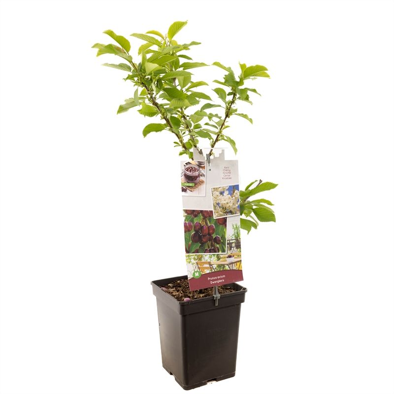 Prunus avium Dwergkers Dwergkers, D 18