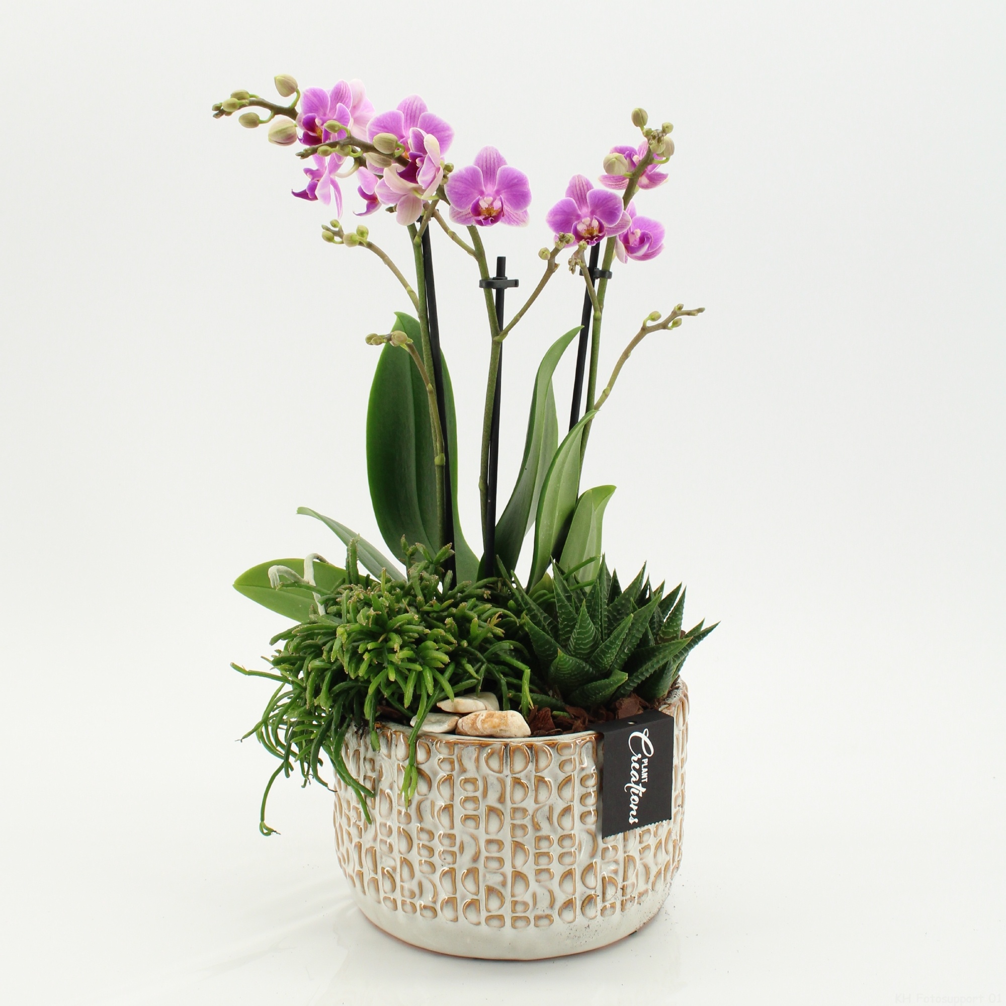 PHAL-2606RZ Phalaenopsis creatie, D 17