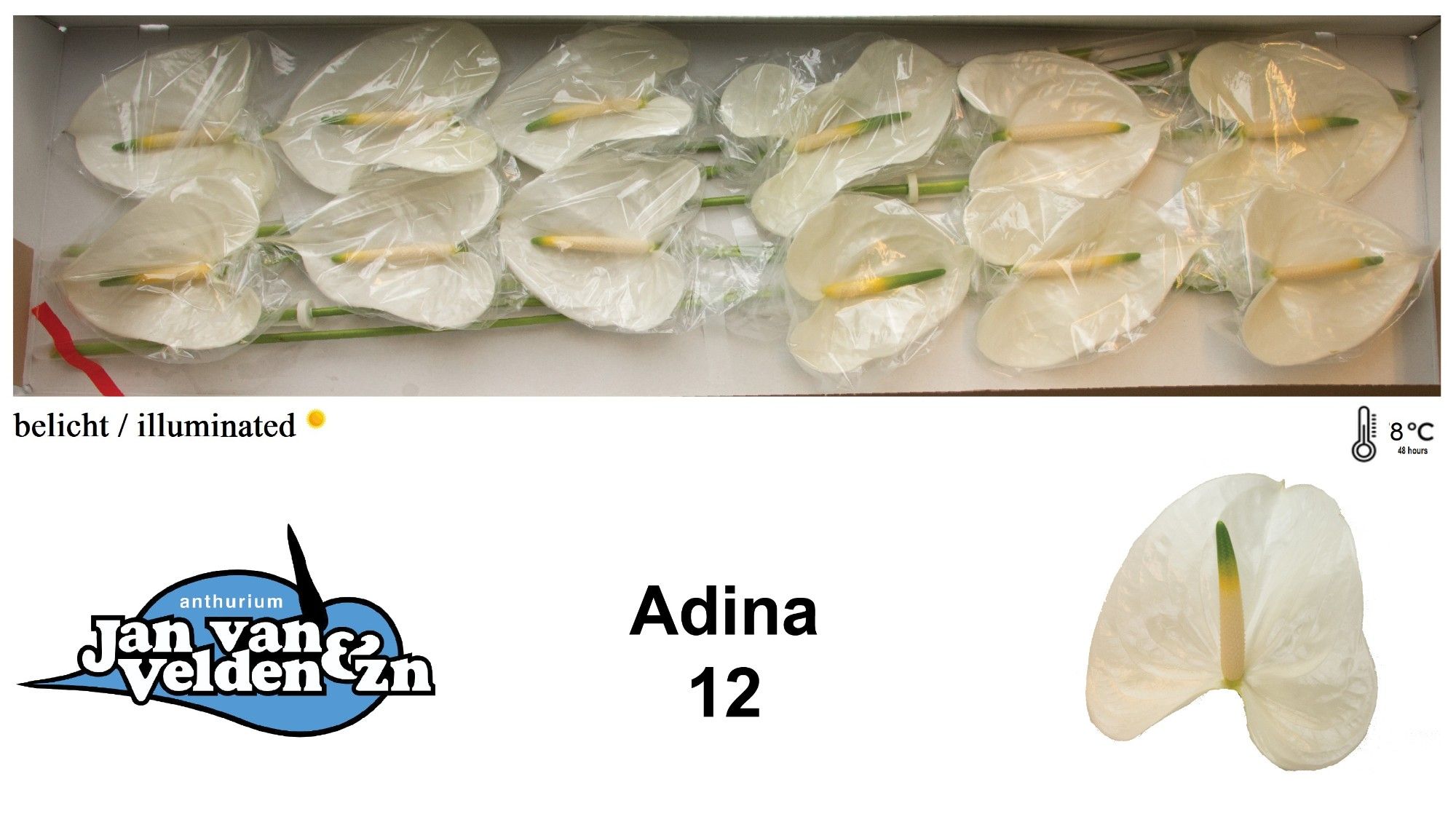 Антуриум Адина x12, шт. Антуриум Адина x12, шт.