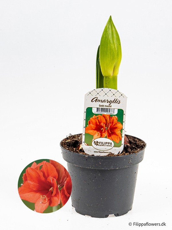 HIPPEASTRUM-HYBRID ORANGE, D 13 cm