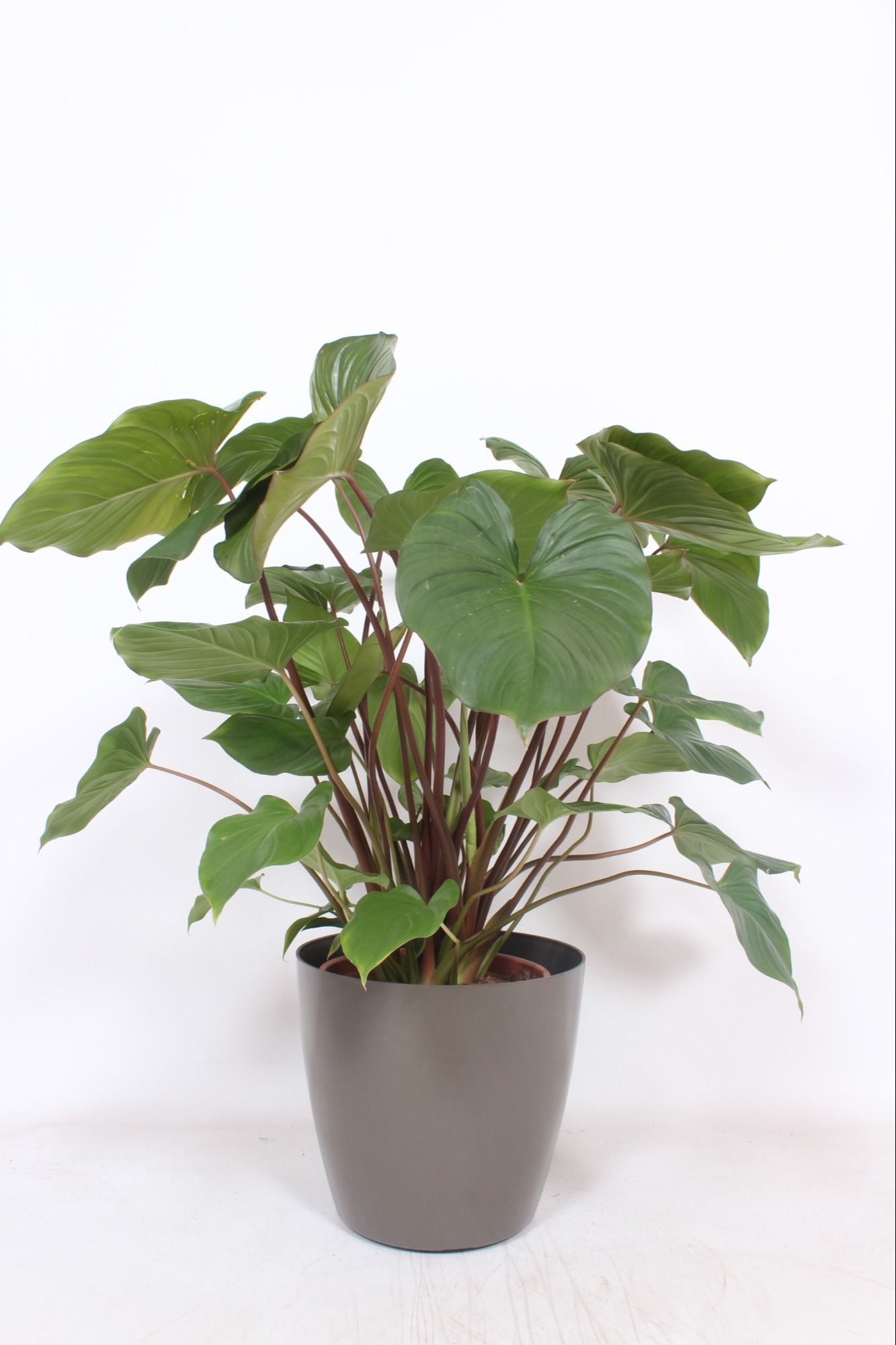 Homalomena 'Maggy' in San Remo "taupe", D 30