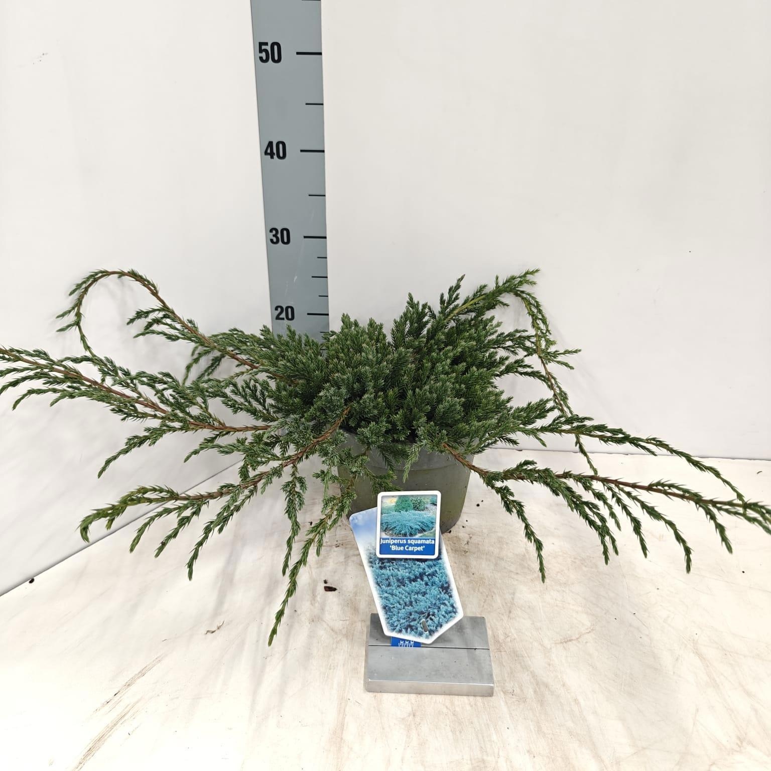 Juniperus squamata 'Blue Carpet', D 19