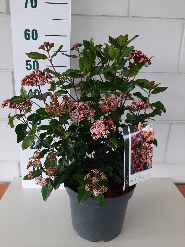 Viburnum tinus 'Lisa Rose' ®, D 23