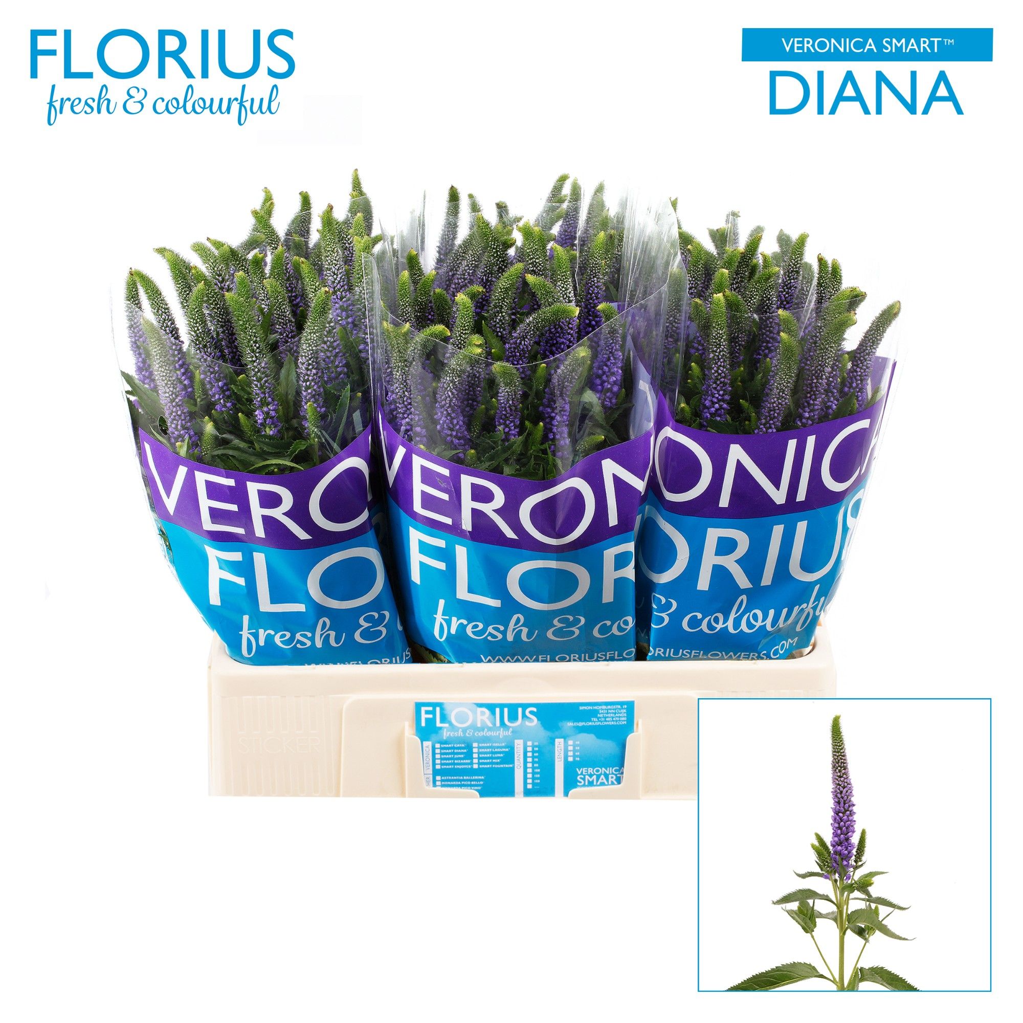 Вероника Смарт Диана 60, шт.