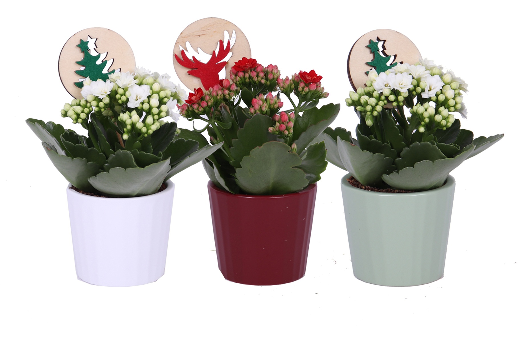 KP-902.2 - Kalanchoe 7cm mix in ribbelkeramiek met bijsteker, D 7