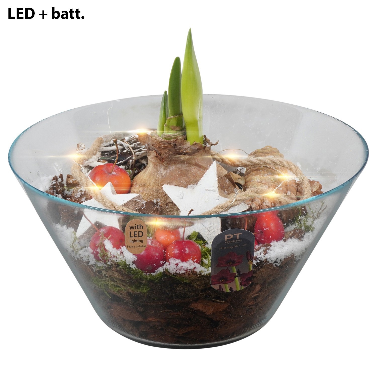 PTACH2458 Arrangement Amaryllis Christmas in glas schaal met led, D 26