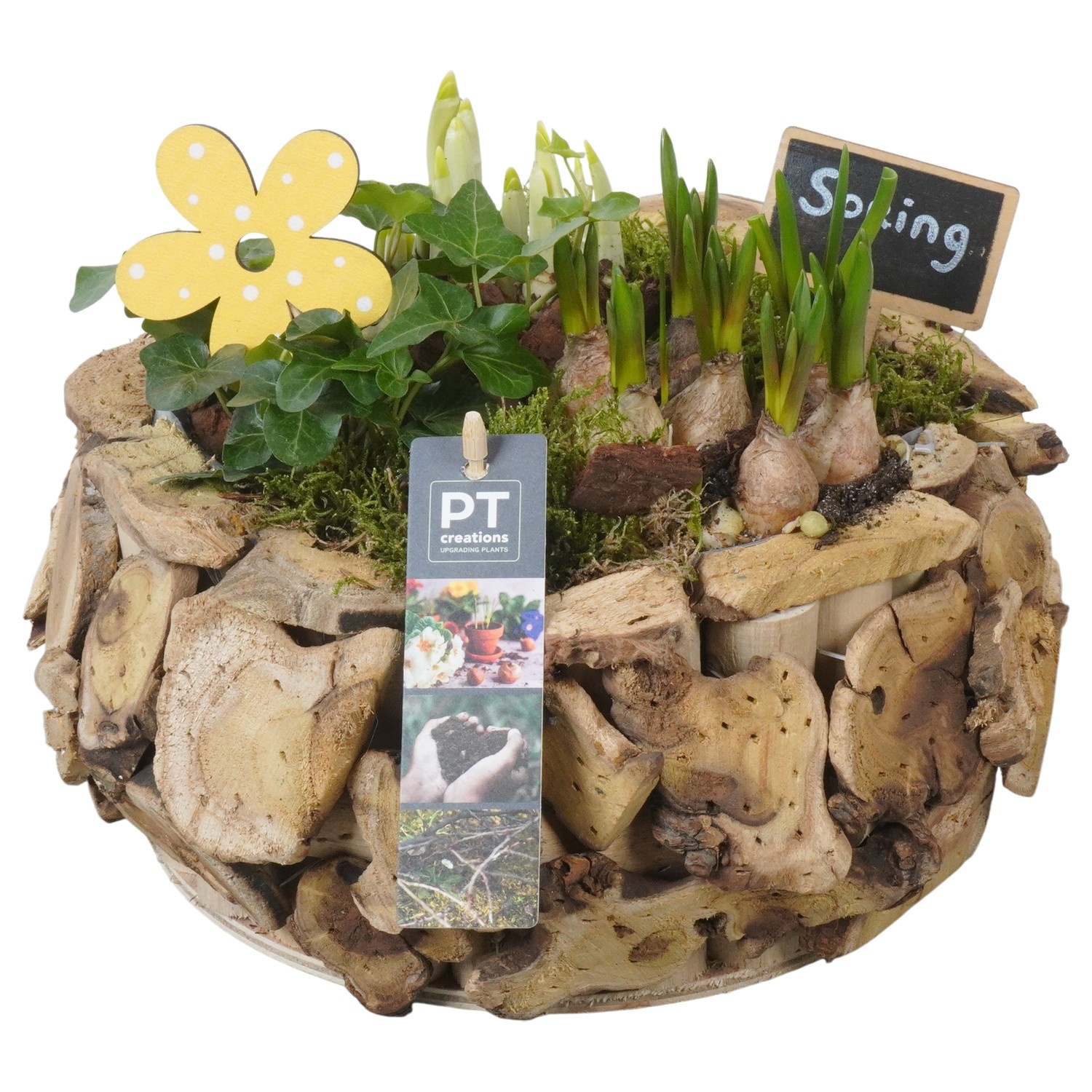 PTBM3899 Arrangement Flower Bulbs Mix in houten pot, D 26