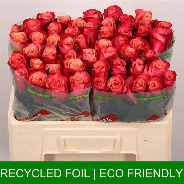 Роза од. Хелен 50, шт.