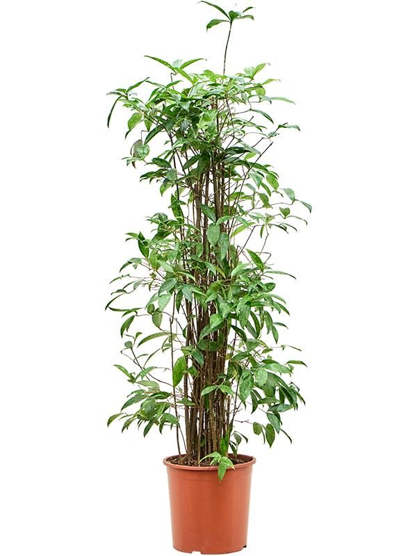 Dracaena surculosa (140-170), D 30