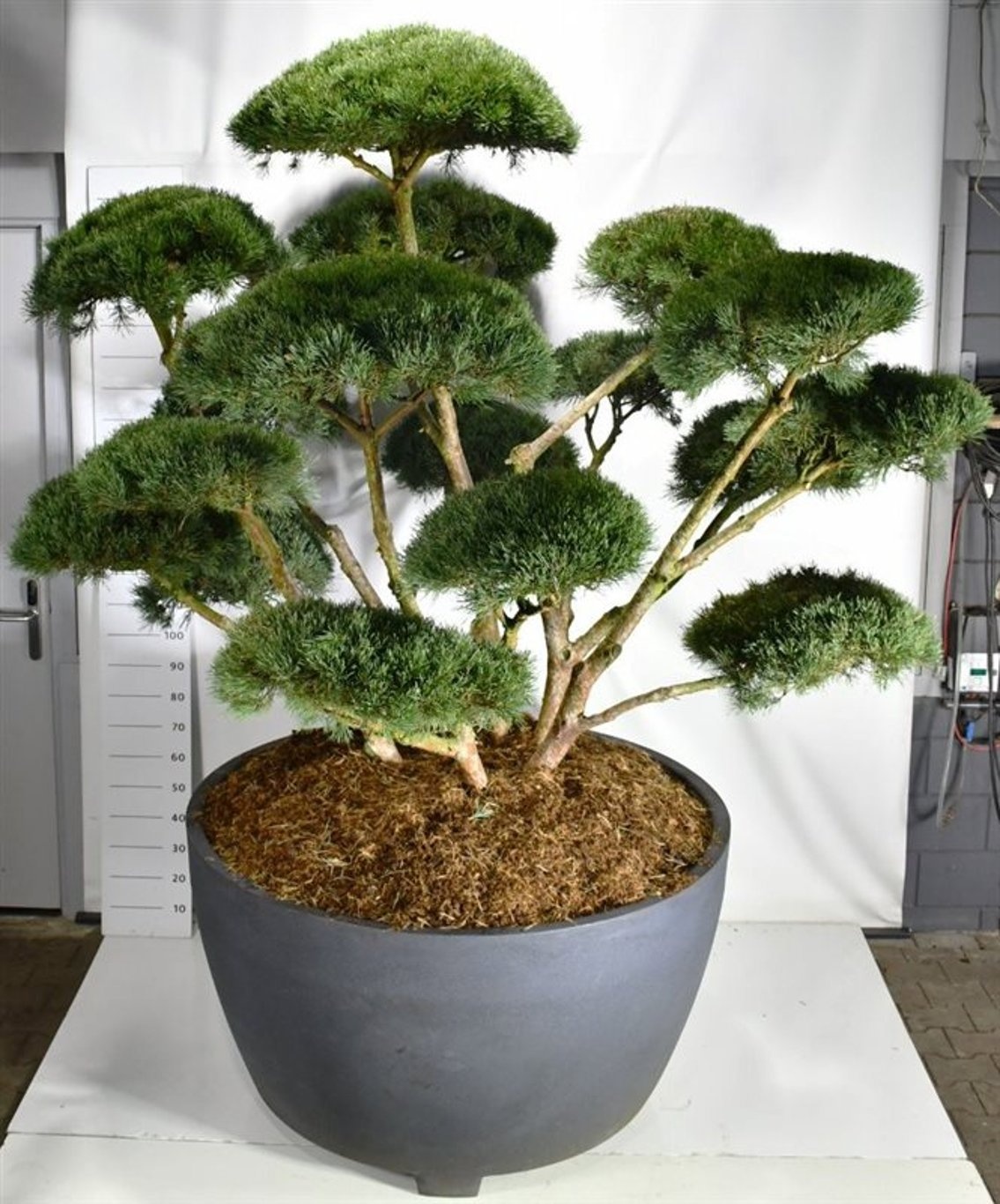 Pinus sylvestris 'Watereri', D 140