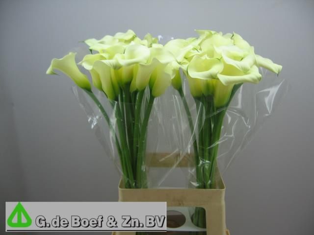 Калла Овериг 70, шт.