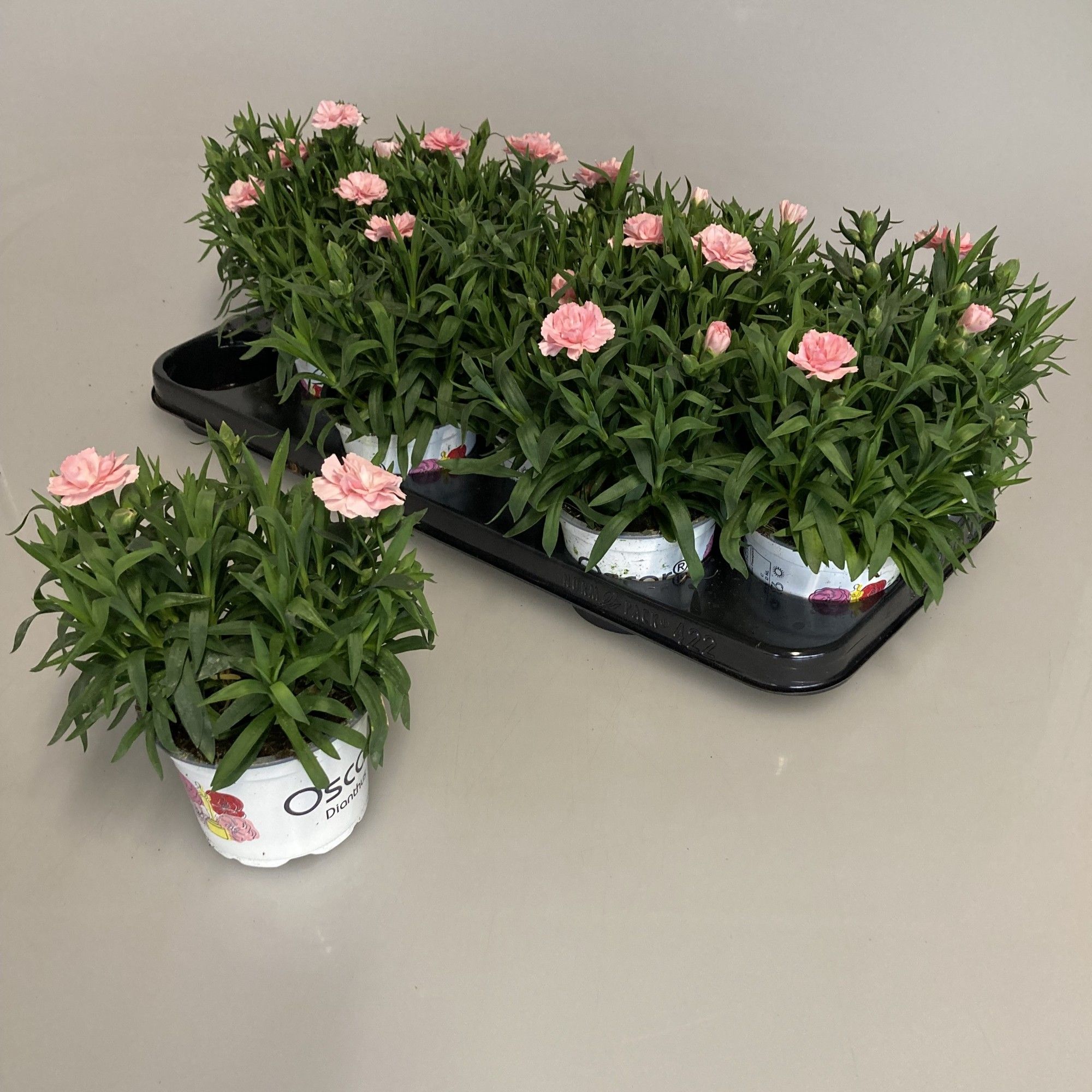 Dianthus Oscar Pink, D 10,5