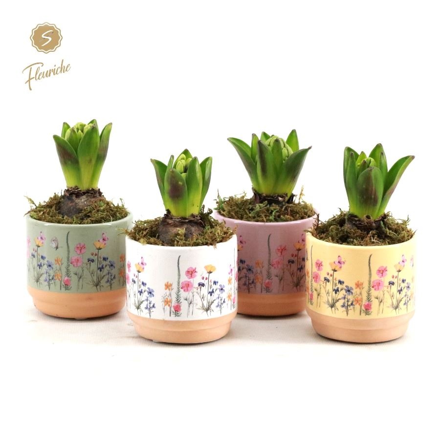 (1640) Hyacint Blooming Print [M] 1PP Mos, D 11 cm