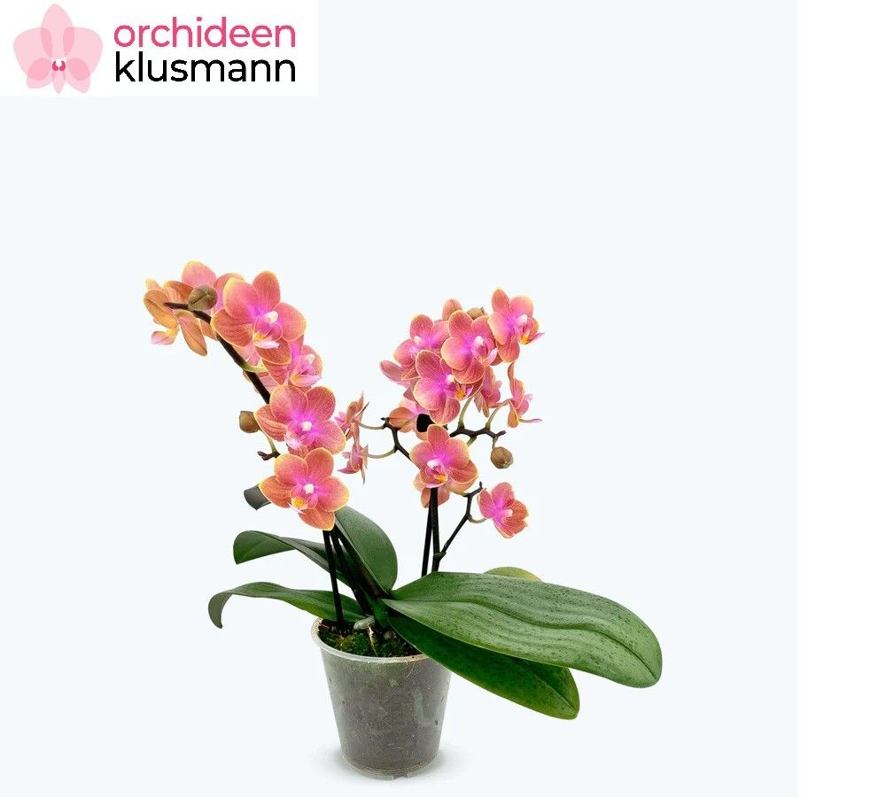 Phal 2 tak 'Dusty Belle' 9 cm Topf 'Table Dance' (Duft), D 9