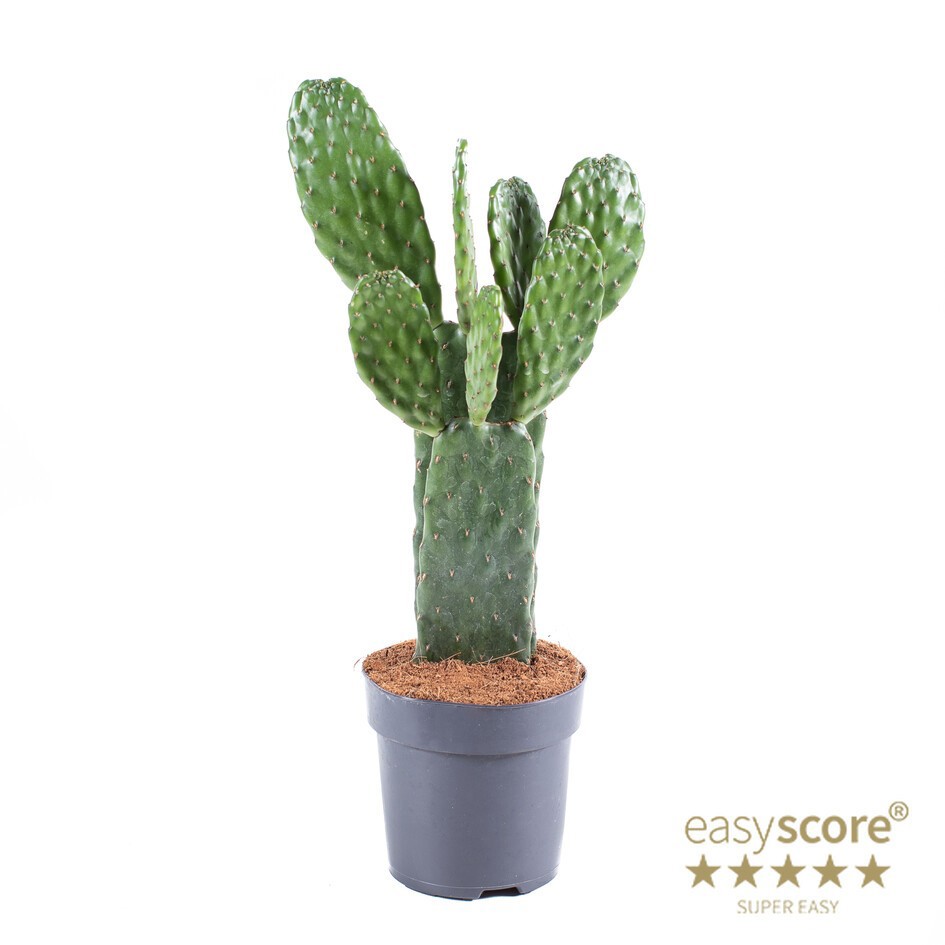 OPUNTIA RUBESCENS, D 11 cm