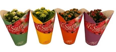 calandiva in fleurcover Mix, D 12