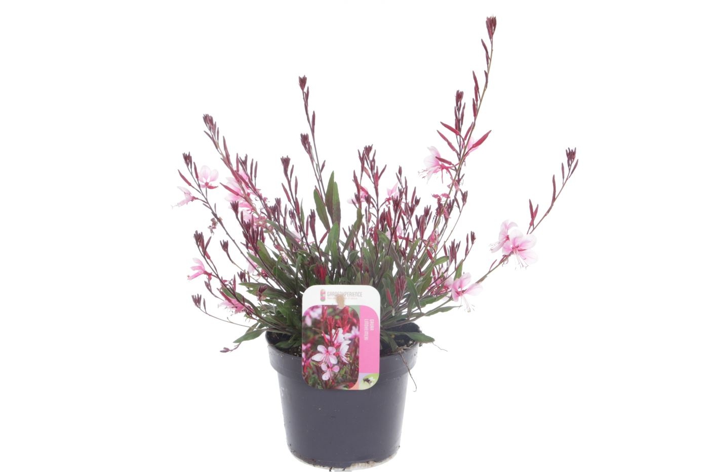 Gaura lind. Gaudi Light Pink, D 13