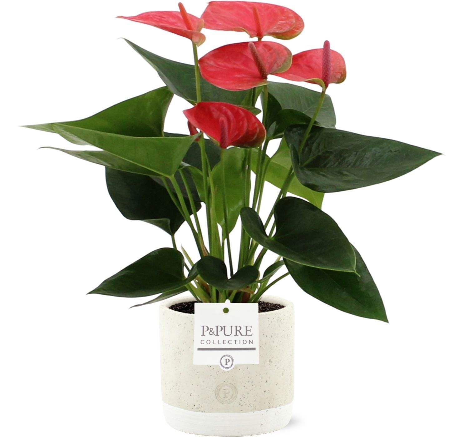 Anthurium Sweet Dream in Pure Jade ceramic, D 12