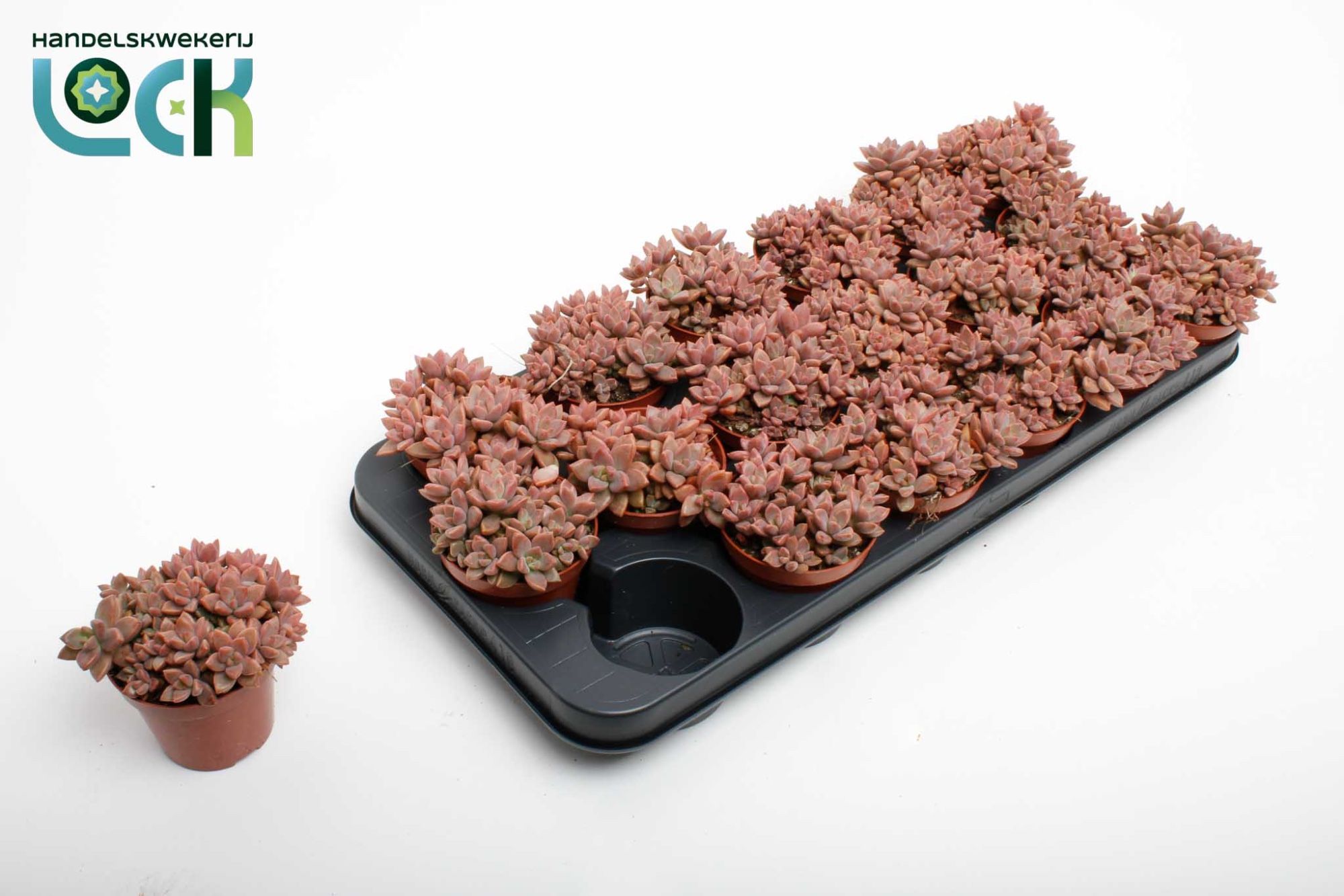 Sedum Bordeauxhart, D 8,5