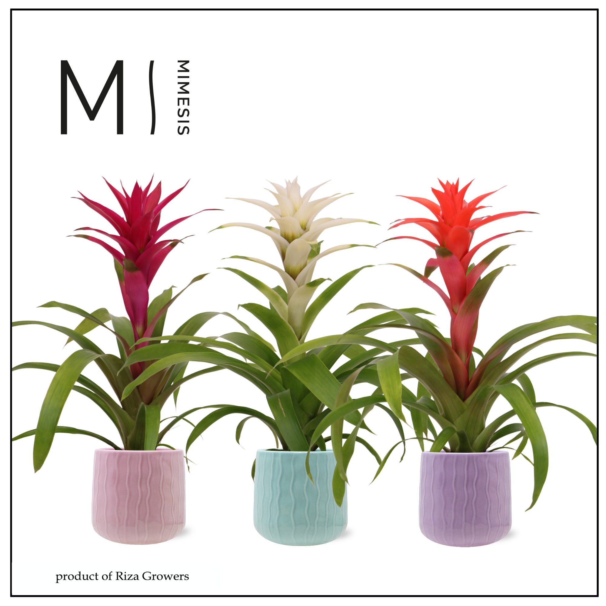 Guzmania Charming - 12cm in Belize | Mimesis, D 12