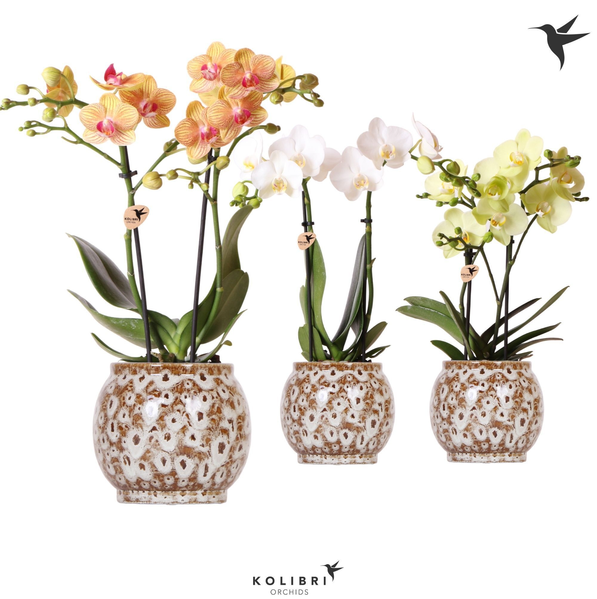 Kolibri Orchids Phalaenopsis mix 2 spike in Safari pot, D 9
