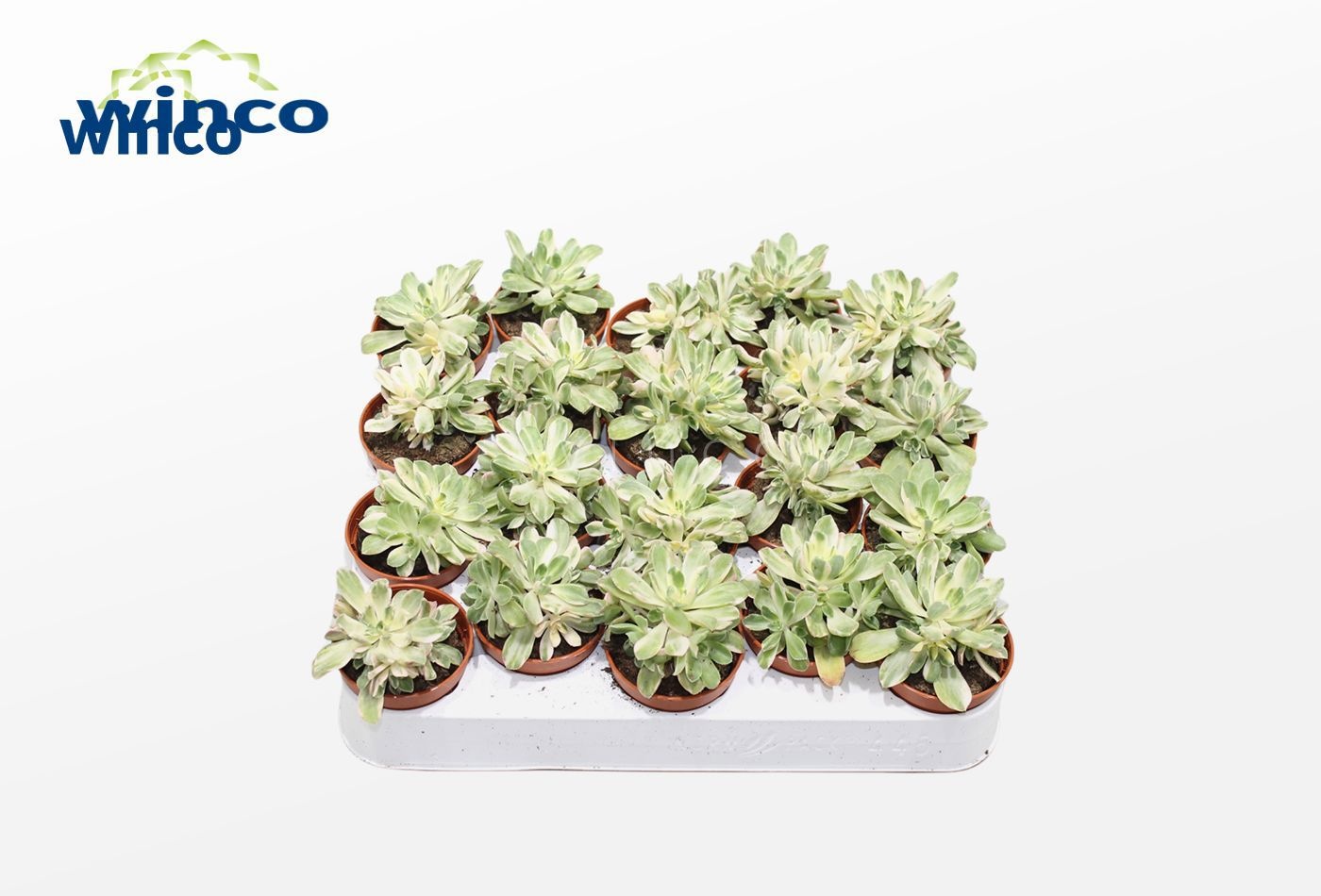 Aeonium Variegata, D 5,5