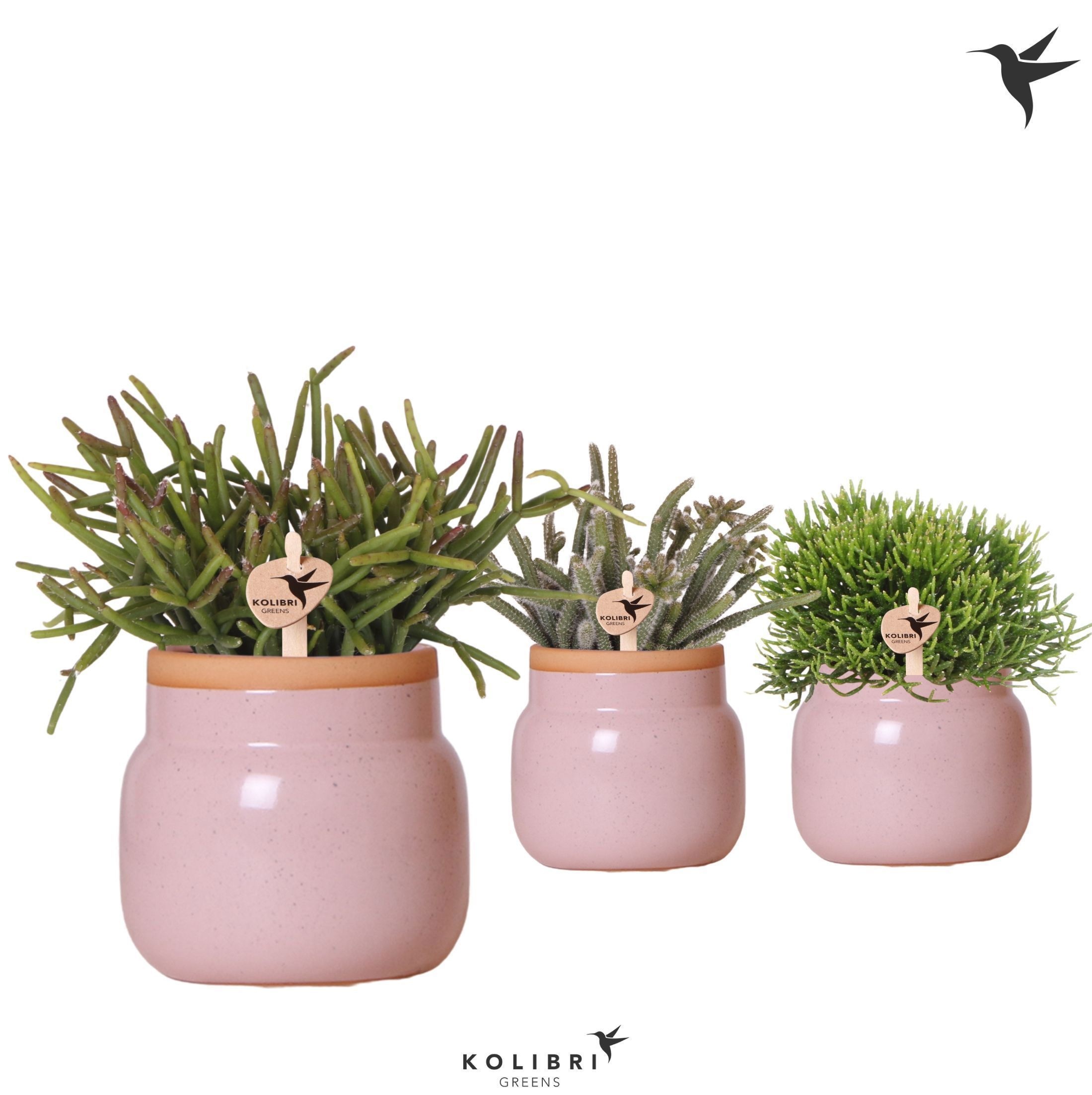 Kolibri Greens Rhipsalis mix in Vintage Bowl pot pink, D 9