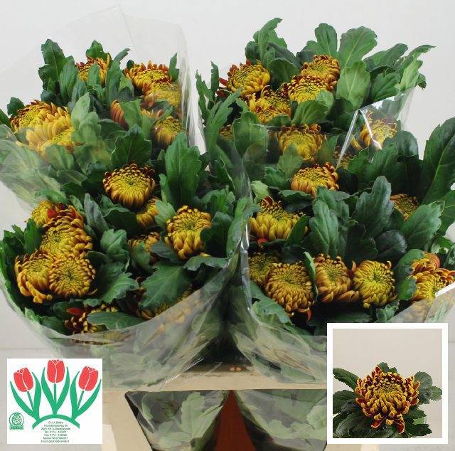 Хризантема од. Фуэго 75, шт.