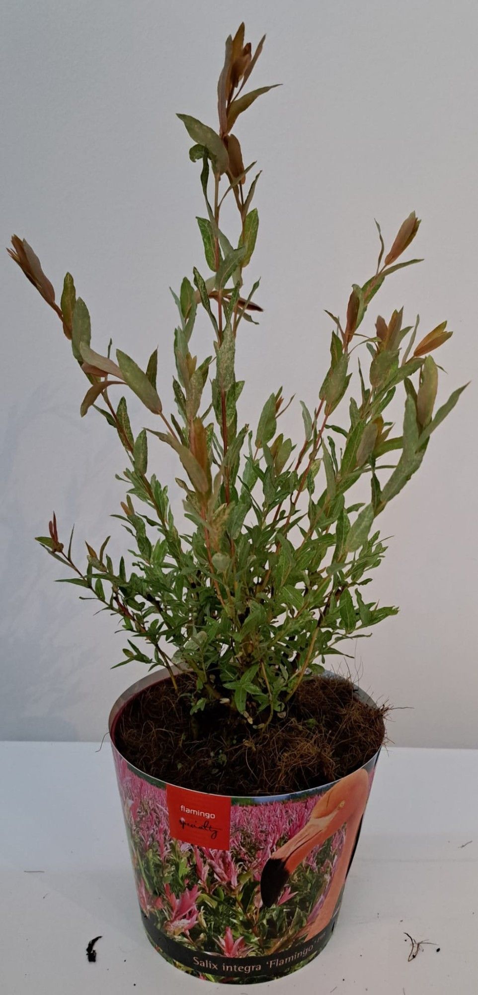 Salix Flamingo bush p17 potcover, D 17 cm