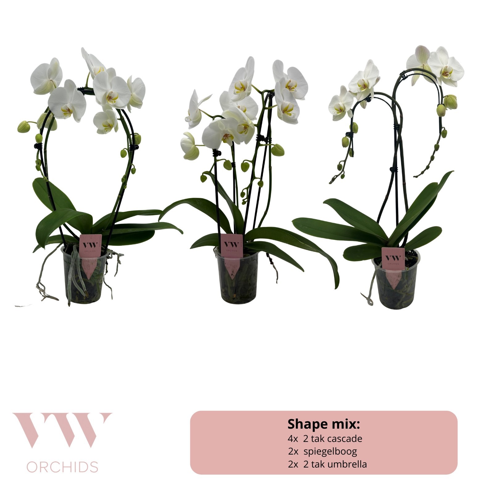 Phalaenopsis mix vormen - WIT, D 12