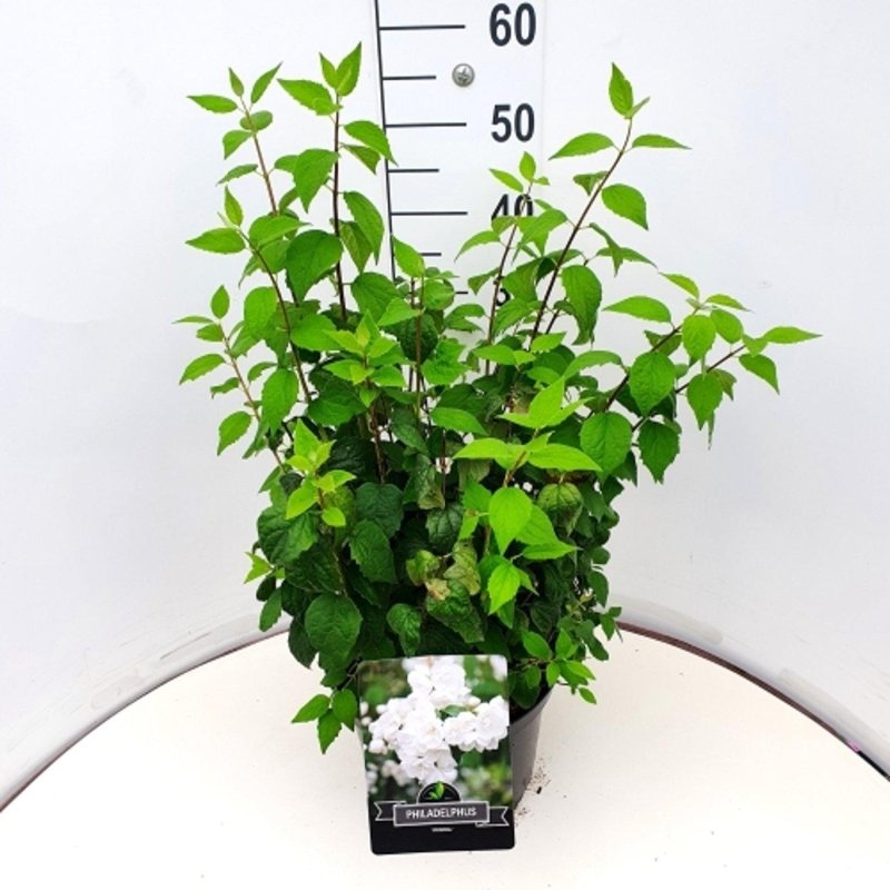 Philadelphus 'Virginal', D 29 cm