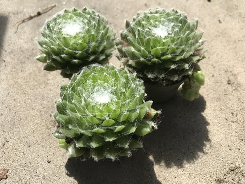 SEMPERVIVUM ARACHNOIDEUM, D 6 cm