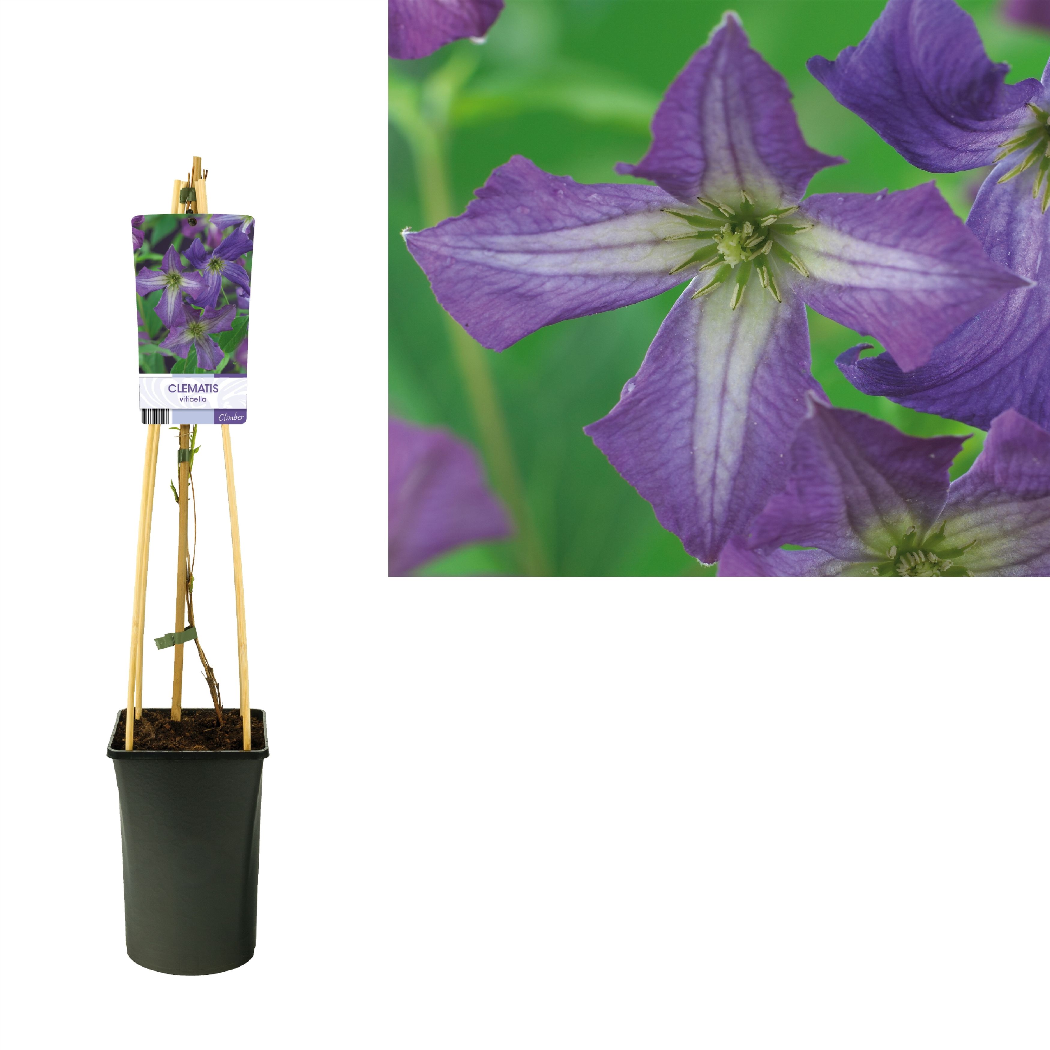 Clematis viticella +light label, D 17