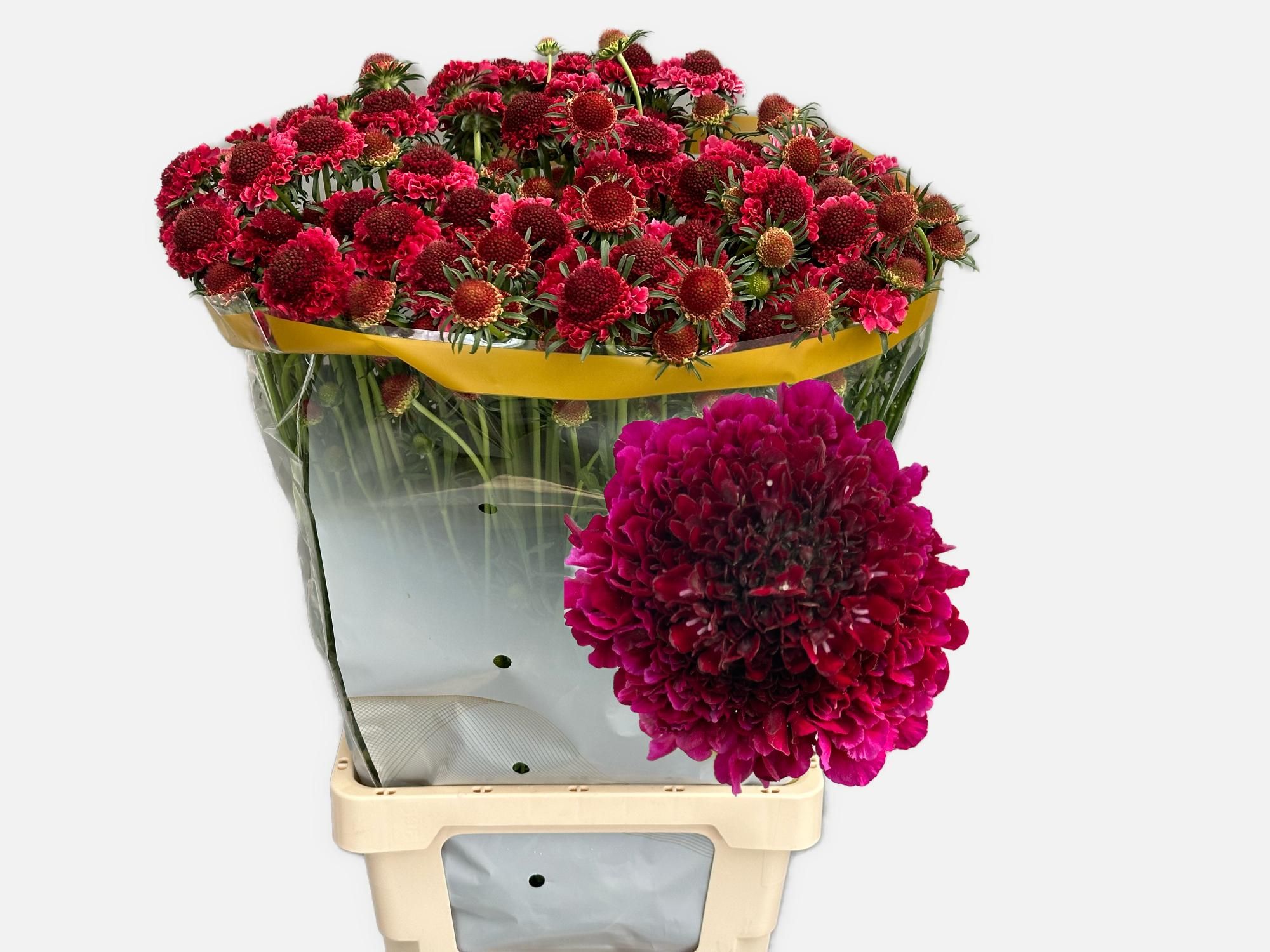 Скабиоза Кис Дип Рэд 70, шт.