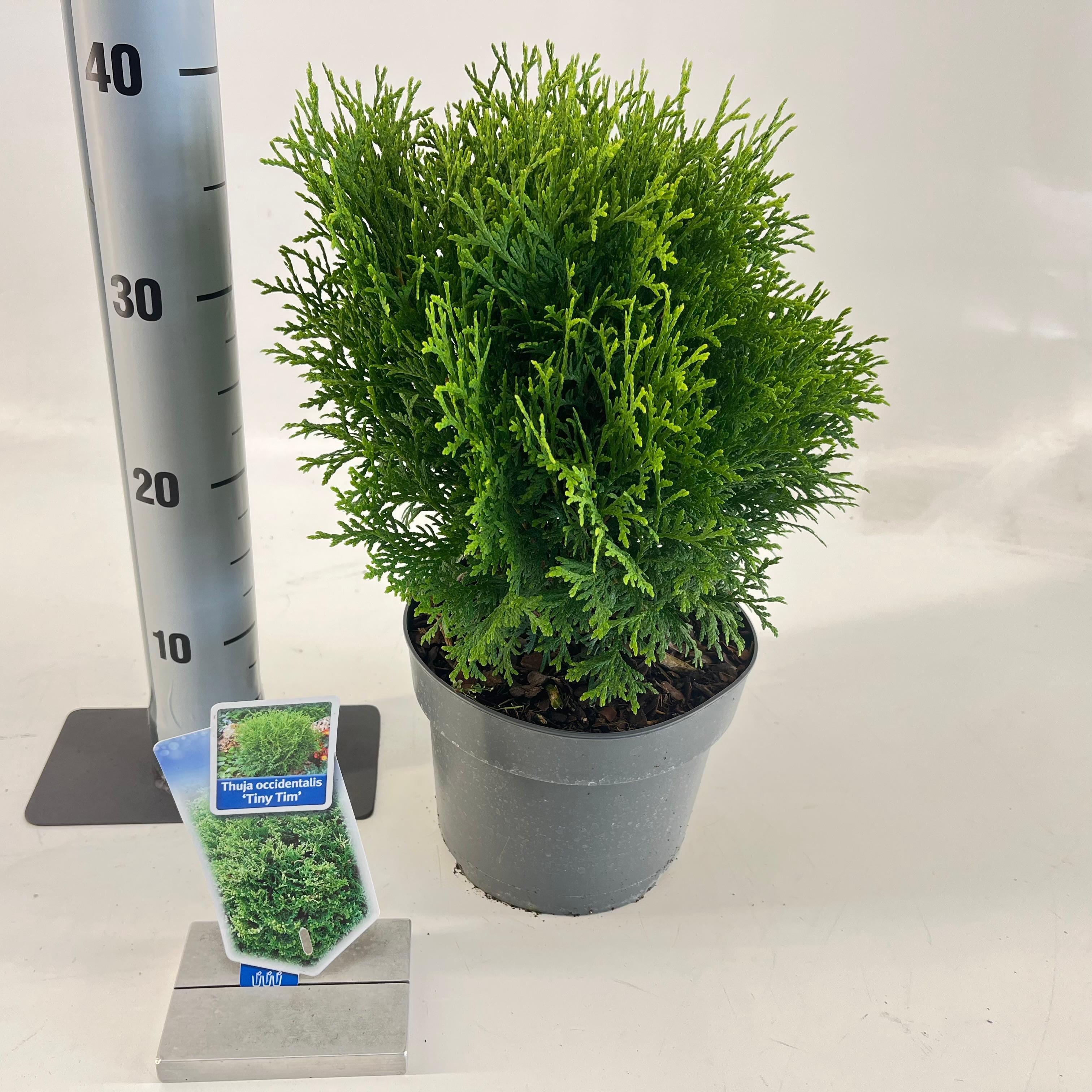 Thuja occ. 'Tiny Tim', D 19 cm Thuja occ. 'Tiny Tim', D 19 cm