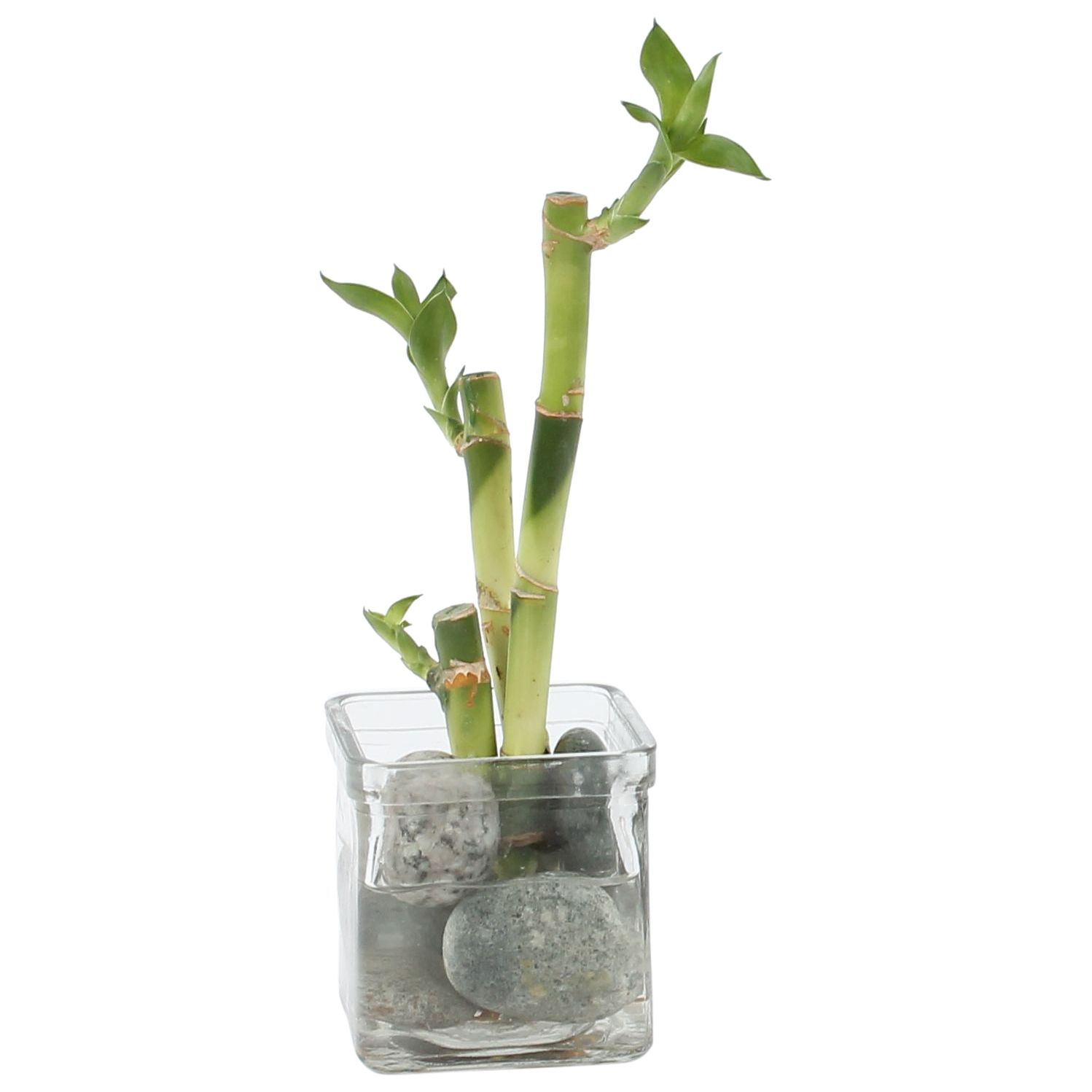 Lucky Bamboo Zen arrangement in ø8cm glass, D 8