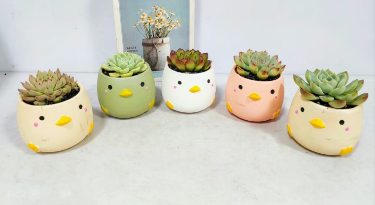 ЙЙ Суккулент 圆瓷盆 12