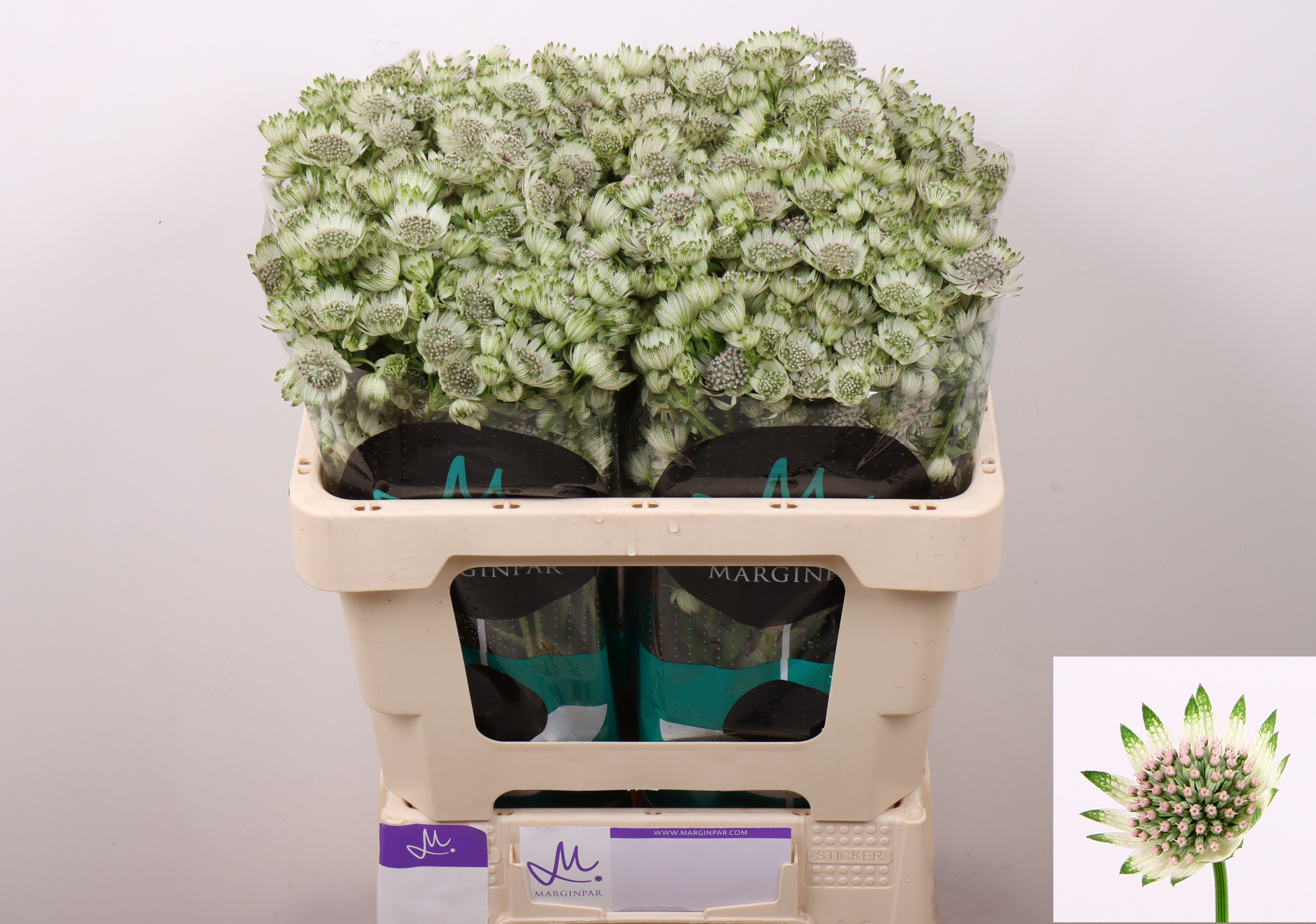 Астранция Биллион Старс 50, шт. Астранция Биллион Старс 50, шт.