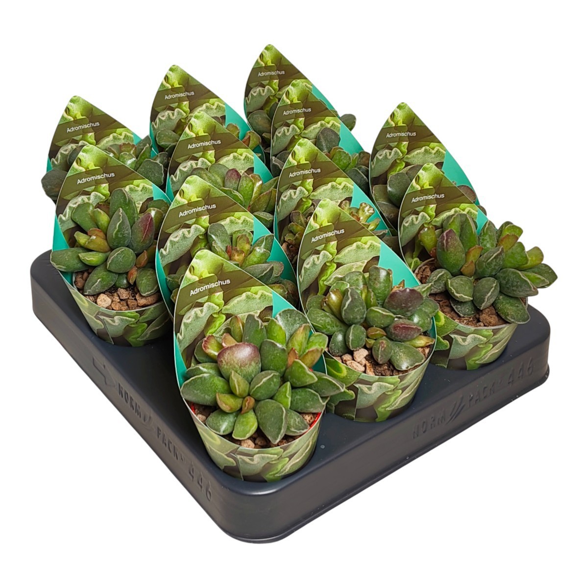 ADROMISCHUS CRISTATUS 'PURPLE SKIN'- POT Ø 6,5 WITH POT COVER (SUCCULENTEN), D 6,5