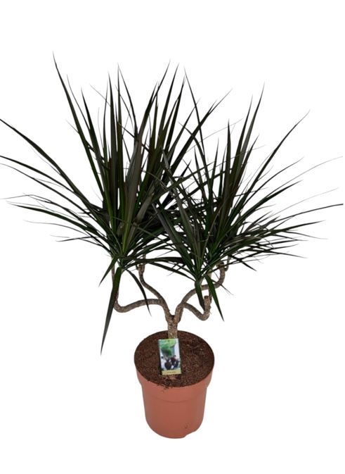 Dracaena Magenta kandelaar, D 21 cm Dracaena Magenta kandelaar, D 21 cm