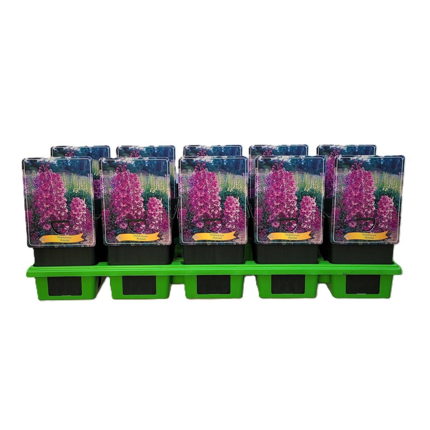 Delphinium 'Astolat' P11, D 11 cm