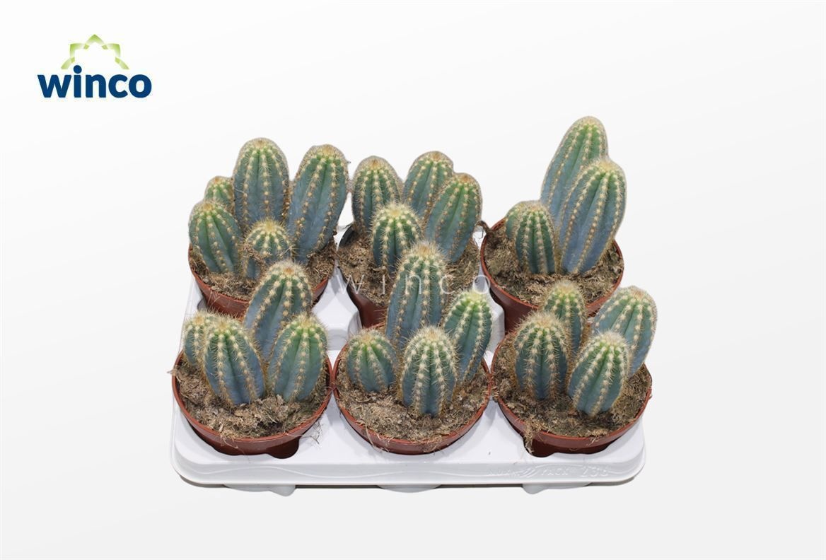 Pilosocereus Azureus, D 13