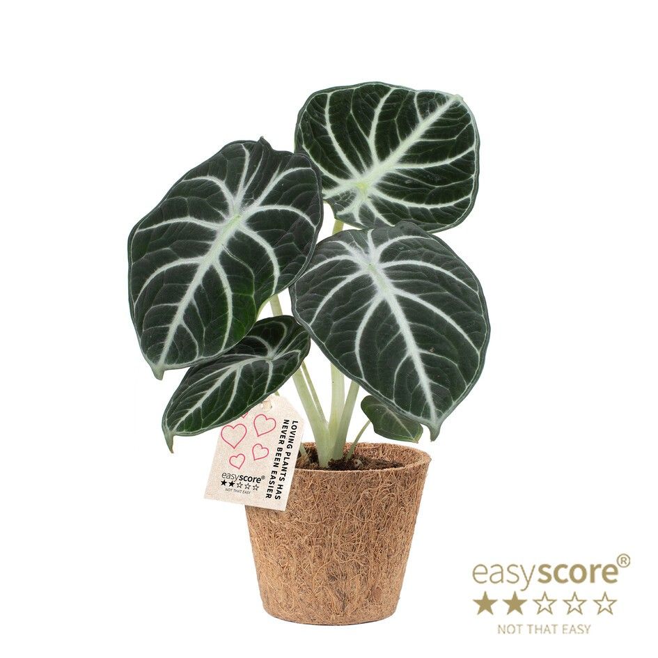 Alocasia ´Ninja´ - Cocoz, D 9 cm