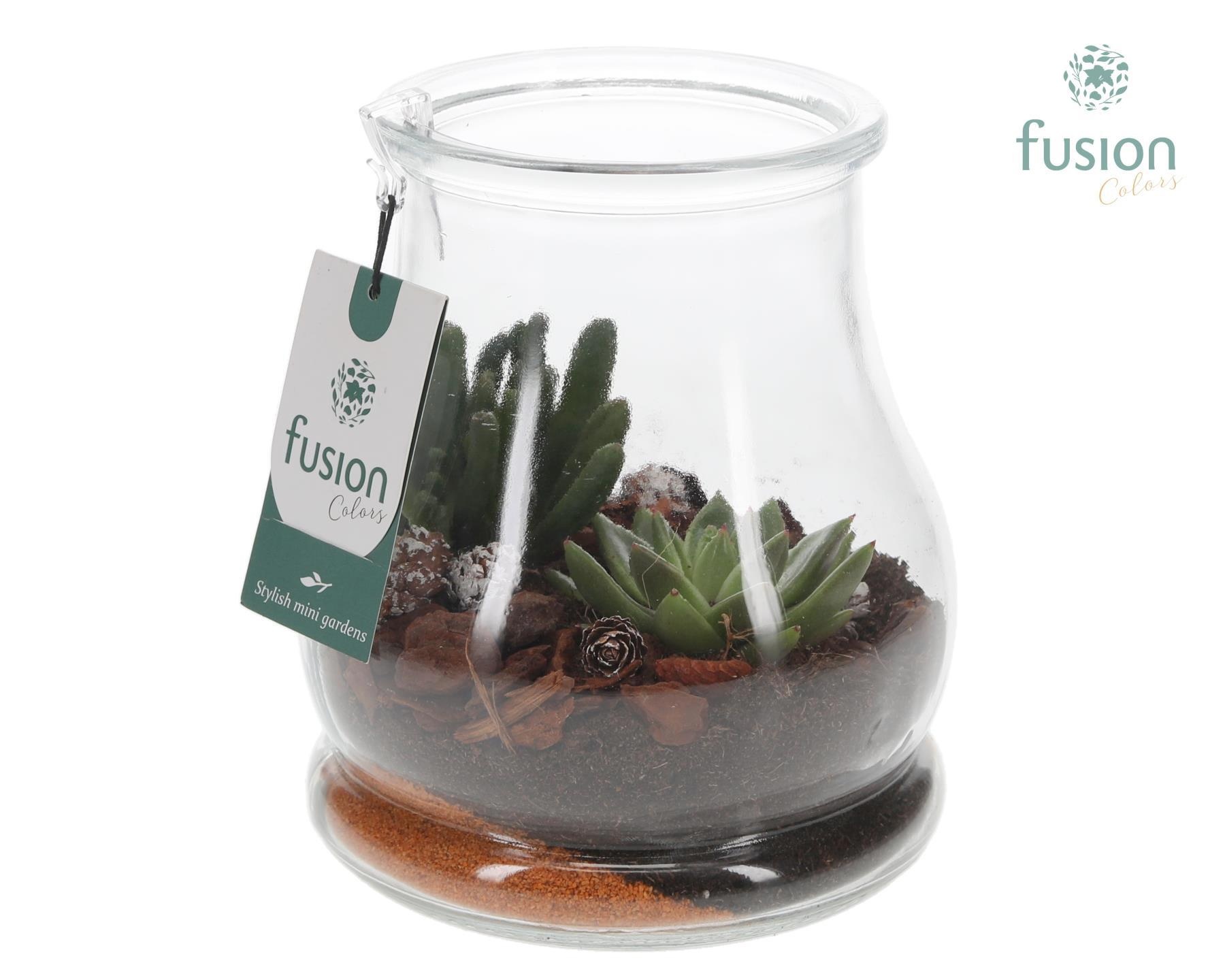 Glas Druppel met Succulenten, D 16