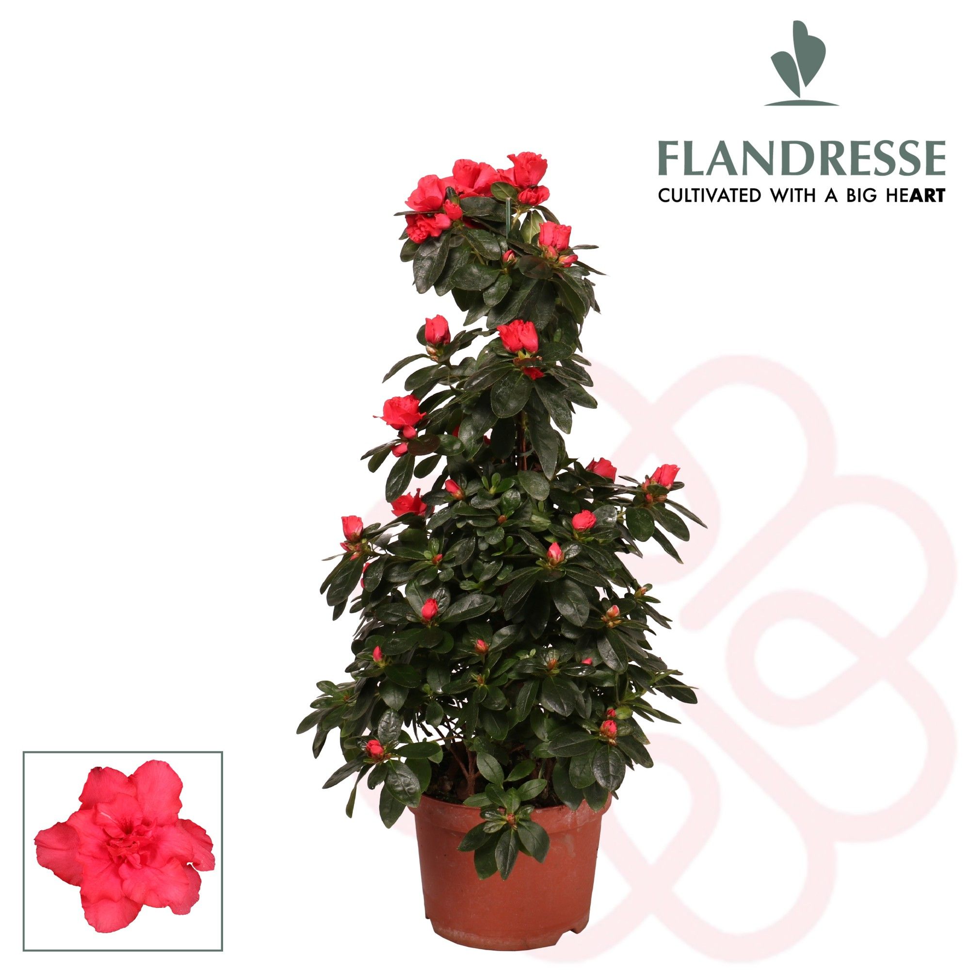 Azalea Flandresse® piramide 'rood' 65 cm, D 17 cm