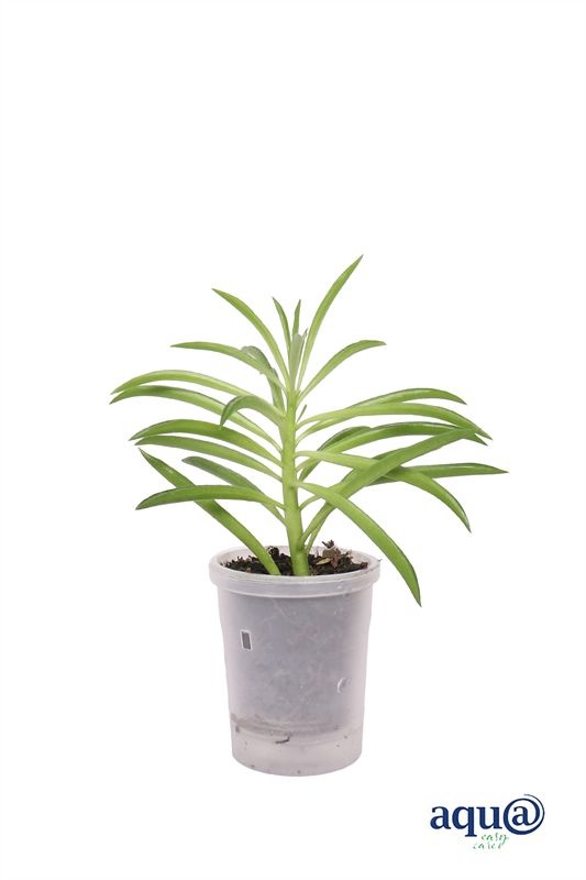 Peperomia p06 Green bean Aqu@, D 6