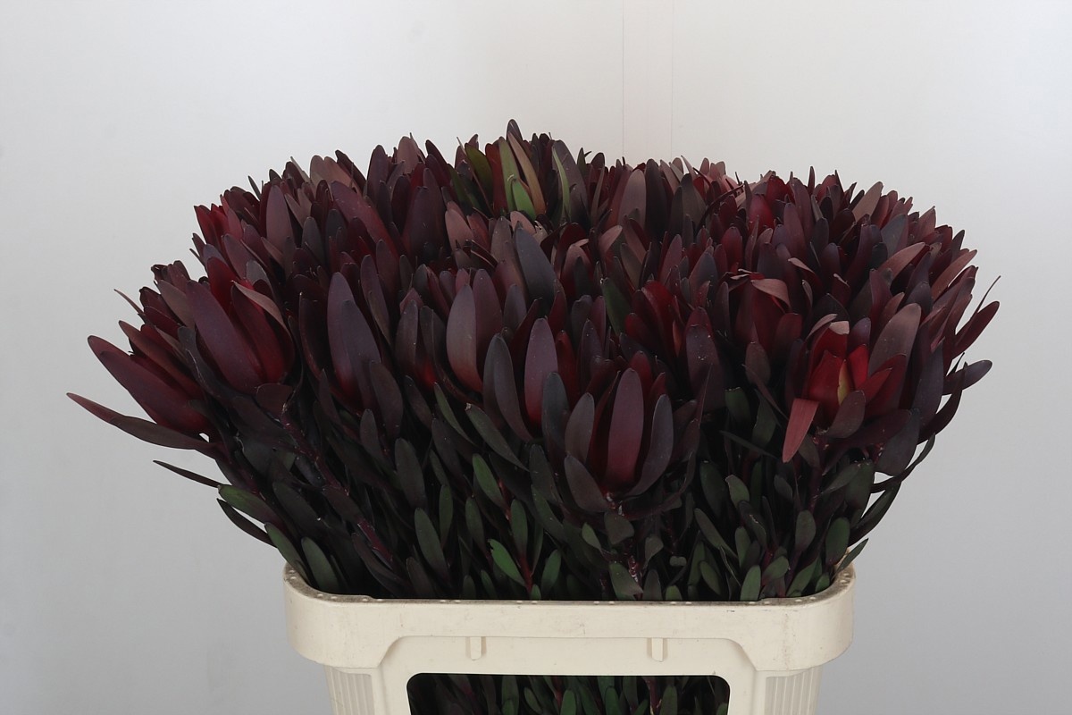 Леукадендрон Сафари Сансет 80 (красн.), шт.